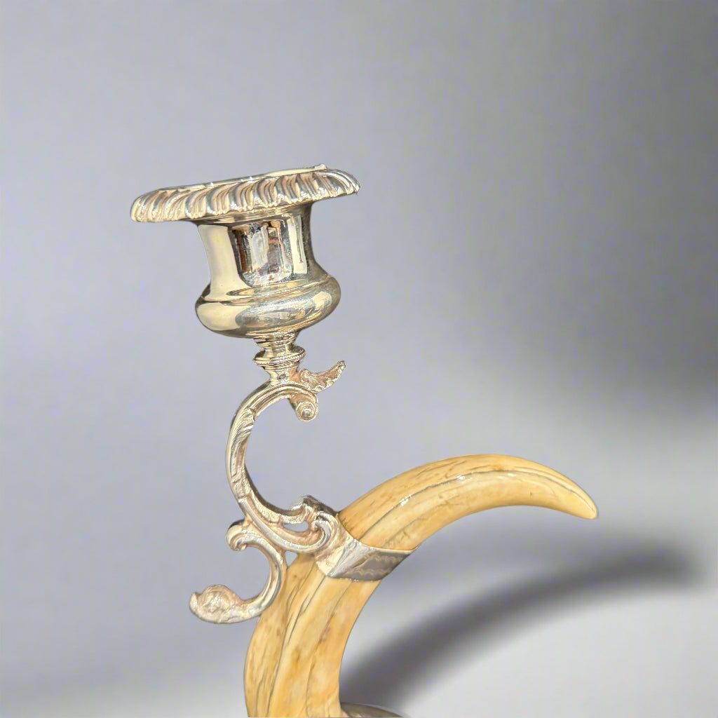 Pair of boar tooth candlesticks 