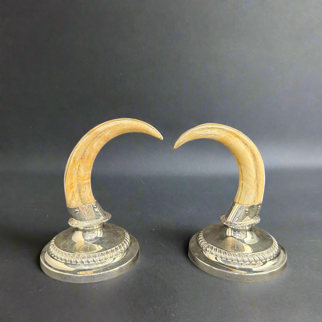 Pair of boar tooth candlesticks 